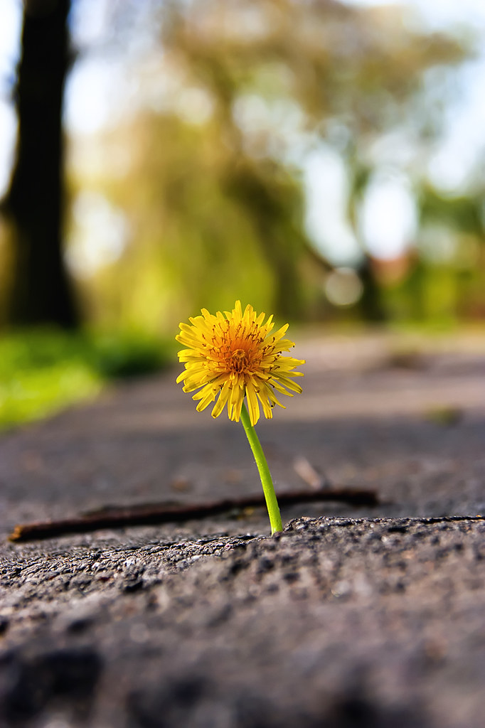 A vibrant yellow dandelion grows through a crack in weathered asphalt pavement, its bright petals in sharp focus against a softly blurred background of trees and grass along a path.