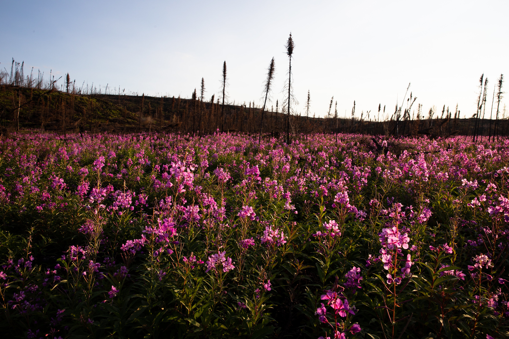 A vast field of fireweed (Chamaenerion angustifolium) in full bloom, with vibrant pink-purple flowers covering the foreground. The plants stretch across the landscape beneath a clear blue sky. In the background, there's a hillside covered with dead, blackened tree snags