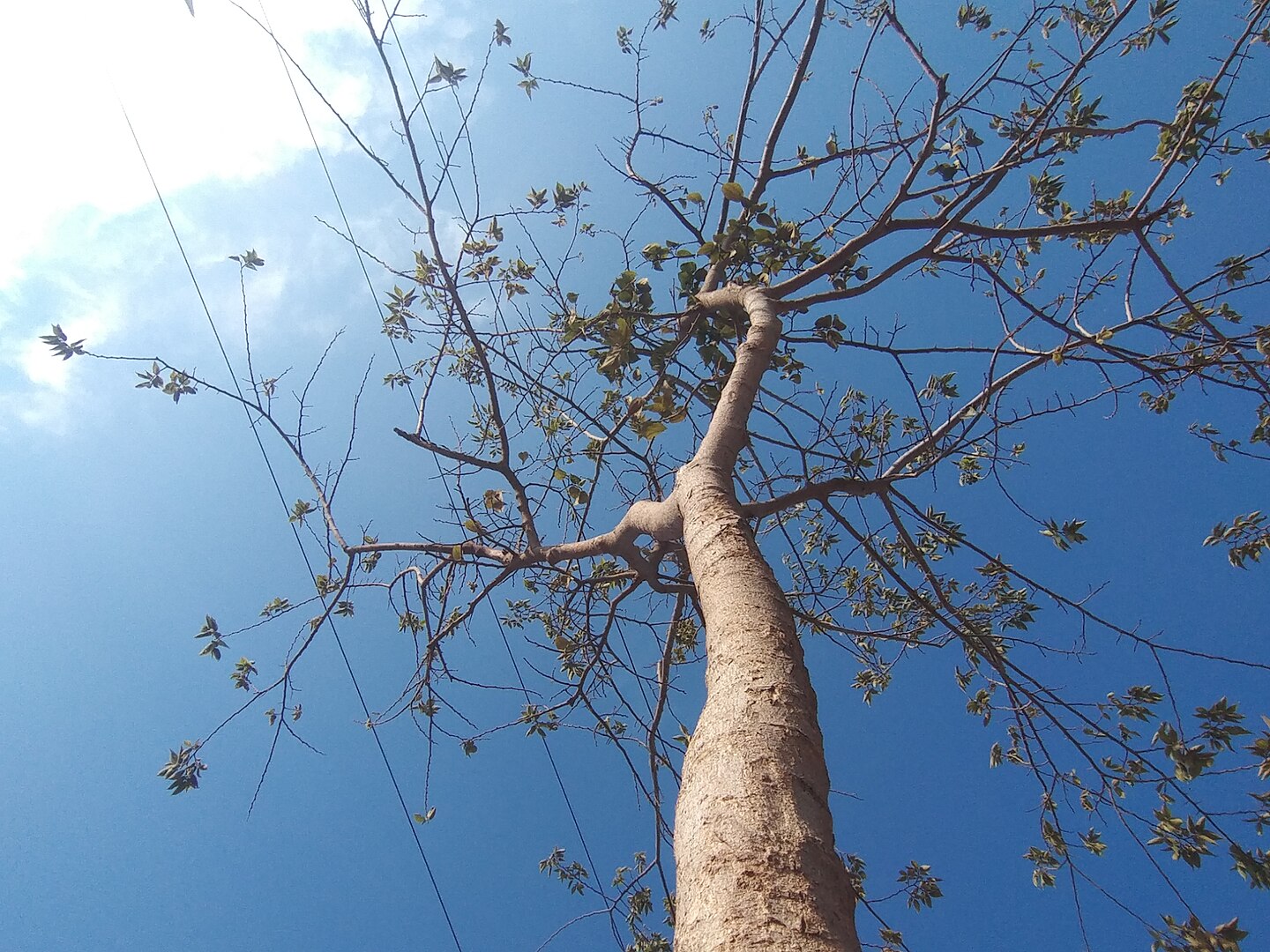 Upward view of a baobab tree with a thick, pale trunk and sparse canopy of branches with green leaves against a bright blue sky, with power lines crossing diagonally through the frame and a bird in flight visible in the upper left corner.