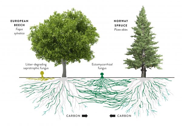 Scientific illustration showing two trees—a European Beech (Fagus sylvatica) and a Norway Spruce (Picea abies)—with their root systems visible below ground. The roots are interconnected by an extensive network of ectomycorrhizal fungi, depicted in green/teal lines spreading horizontally between and around both root systems.