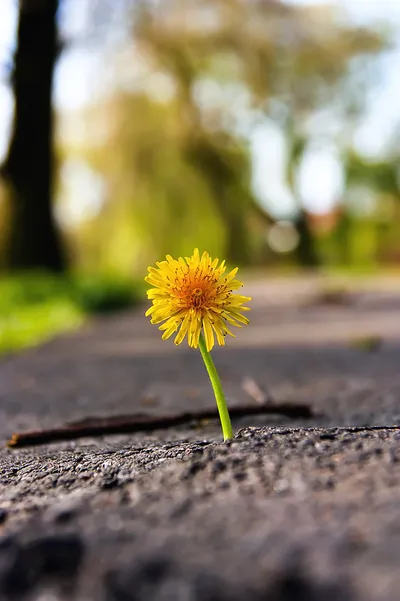 A vibrant yellow dandelion grows through a crack in weathered asphalt pavement, its bright petals in sharp focus against a softly blurred background of trees and grass along a path.