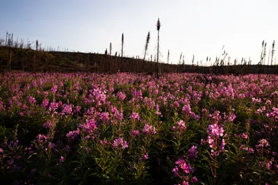 A vast field of fireweed (Chamaenerion angustifolium) in full bloom, with vibrant pink-purple flowers covering the foreground. The plants stretch across the landscape beneath a clear blue sky. In the background, there's a hillside covered with dead, blackened tree snags