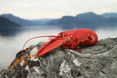 A bright red lobster rests on a weathered gray rock covered with patches of white and orange lichen. The lobster's large claws are prominently displayed, and its long antennae extend outward. In the soft-focused background, a serene lake or fjord stretches out beneath misty blue mountains under an overcast sky, creating a moody coastal atmosphere.