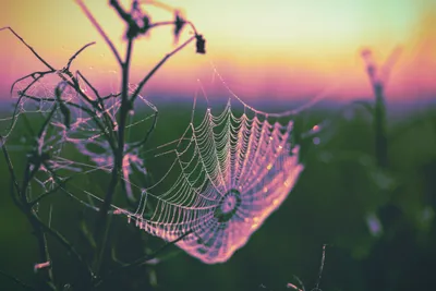 A dew-covered spiderweb strung between wild plant stems, photographed at sunrise against a soft gradient sky of pink, purple, orange, and yellow. The delicate web glistens with tiny water droplets, its spiral structure sharply in focus while the lush meadow background blurs into a dreamy bokeh.