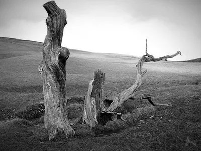 Dead and decaying trees by the Ladhope Burn. These are the only trees in this large grazing field on the northwest side of Galashiels Golf Course.