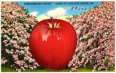 Vintage linen postcard reading 'Shenandoah Valley — Land of Luscious Apples, VA.'' A comically oversized red apple, rendered in the exaggerated style typical of mid-20th century novelty postcards, dominates the center of the image against a background of pink-blossoming apple trees under a blue sky with white clouds. A handwritten number '89303' appears in the upper right corner.